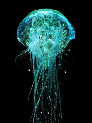[Thumb - Energy Jellyfish.jpg]